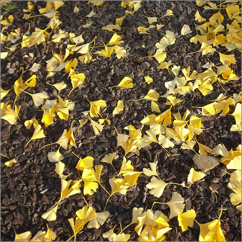 Gingko