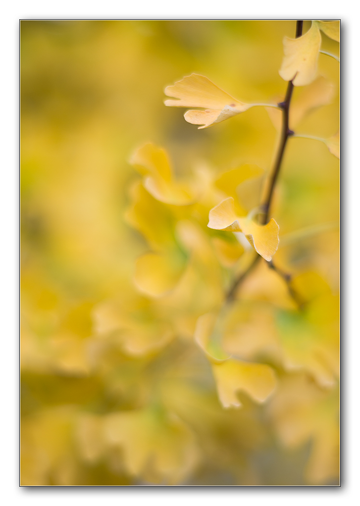 gingko