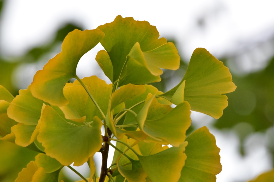 Ginkgobaum