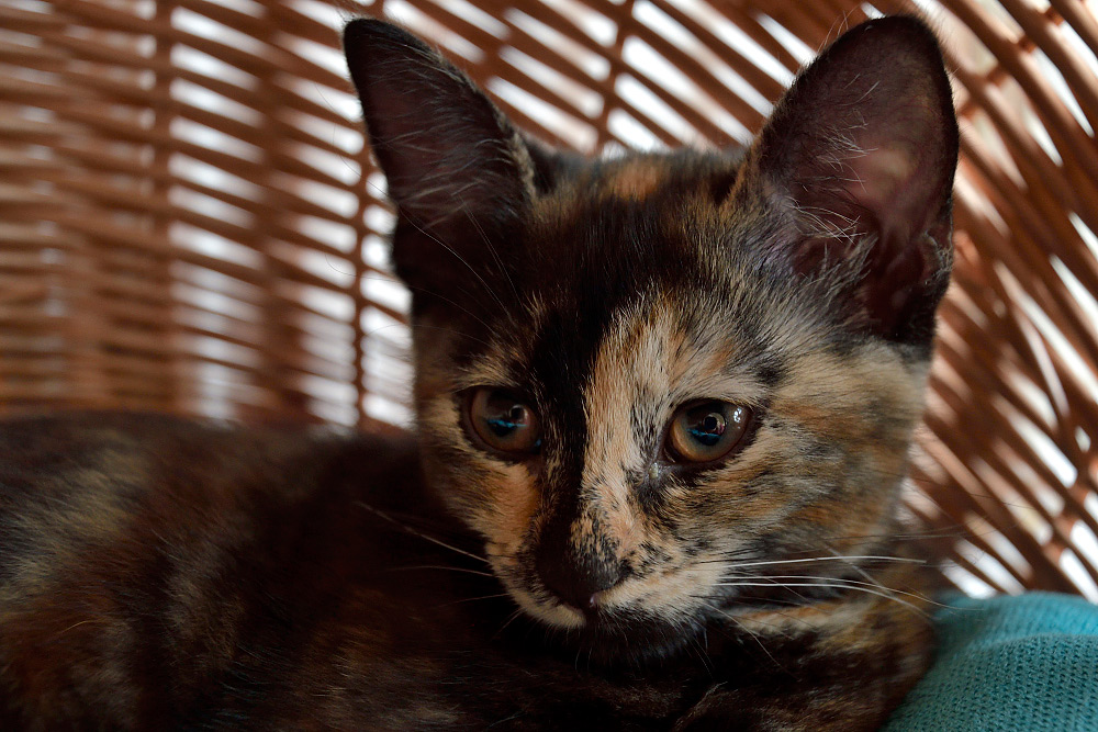 Ginny