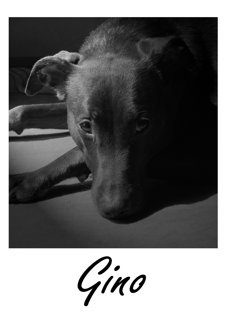 Gino