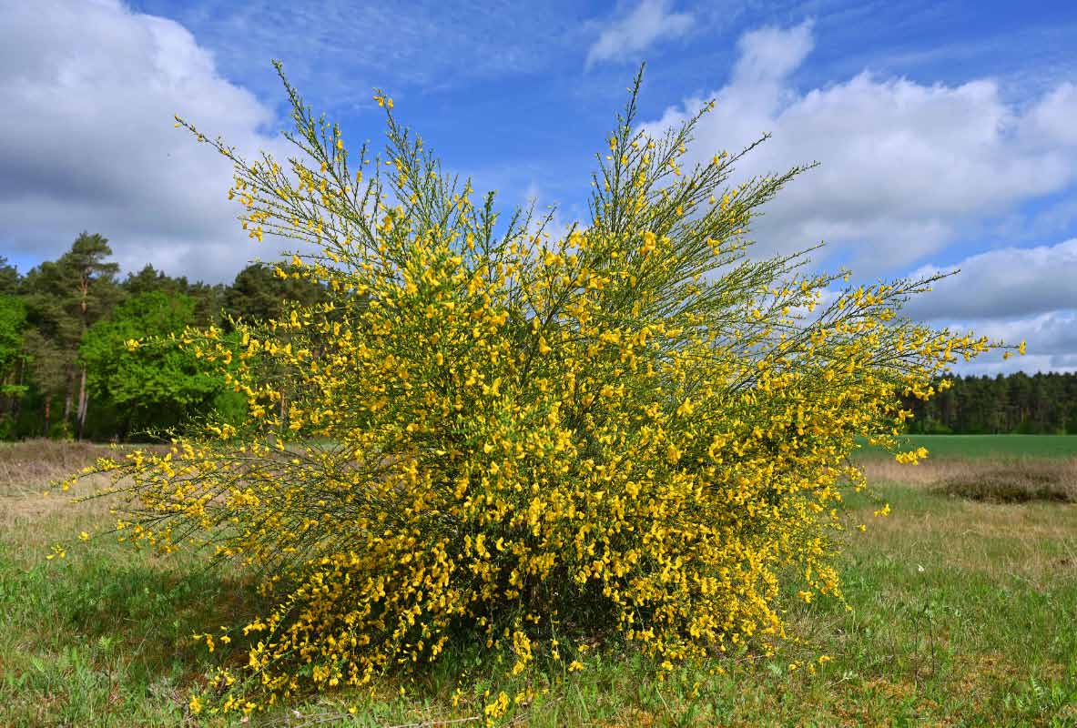 Ginsterblüte 1.jpg