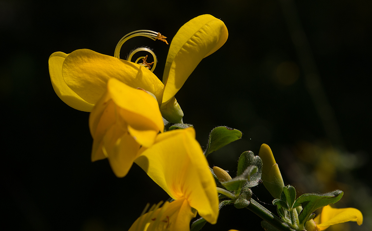 Ginsterblüte 1