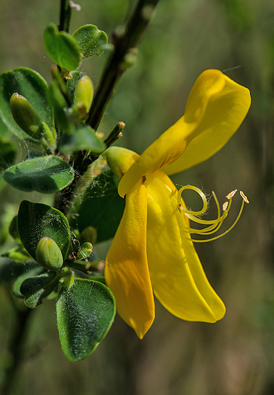 Ginsterblüte 2.jpg