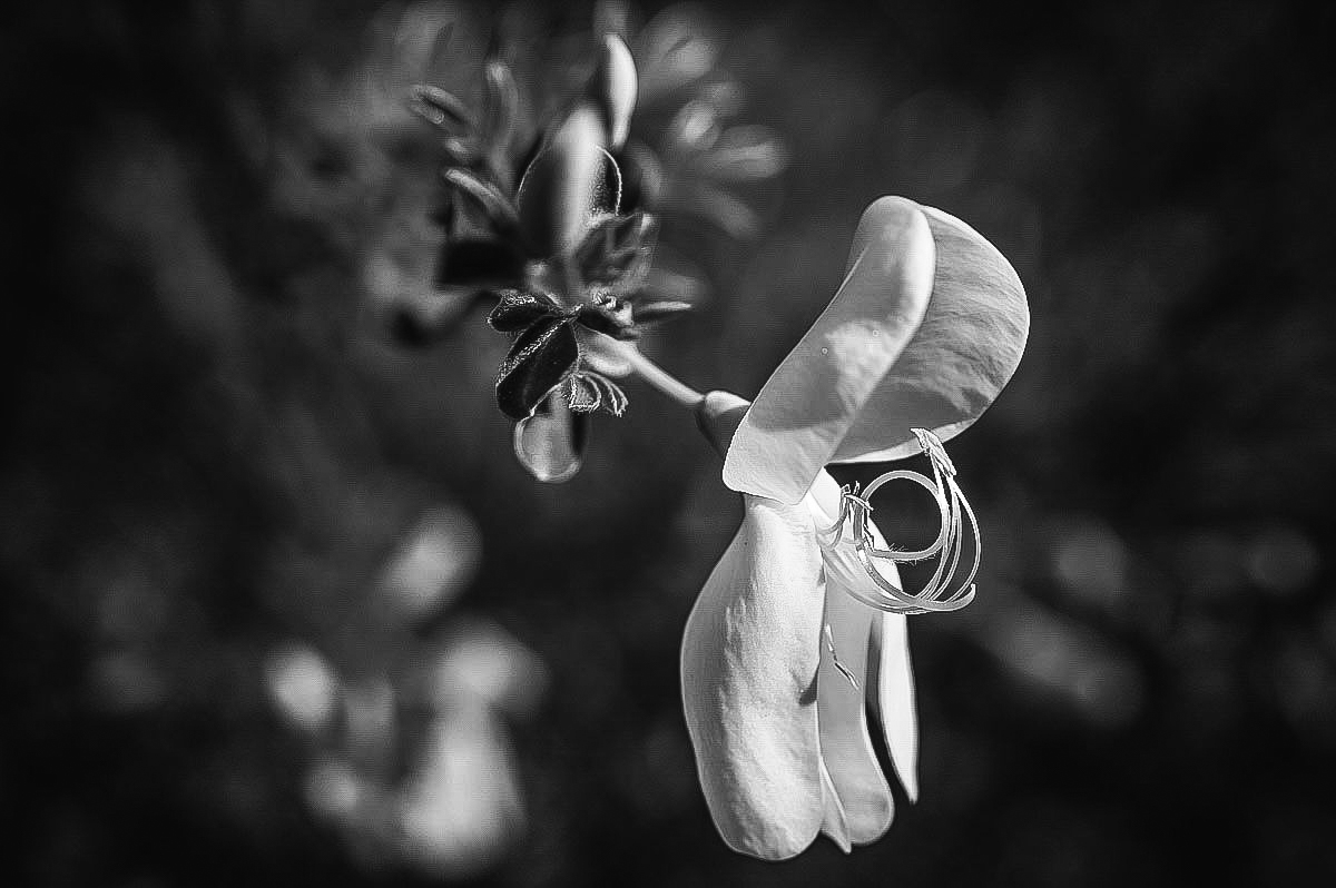 Ginsterblüte 2.jpg