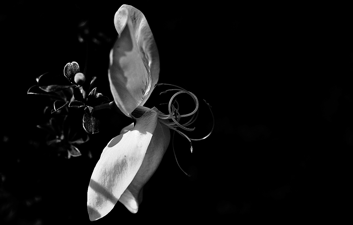 Ginsterblüte 3.jpg