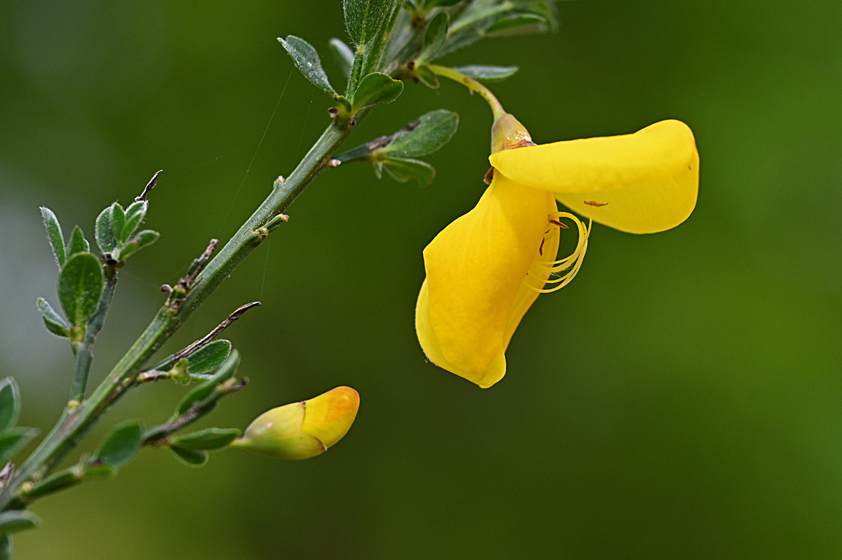 Ginsterblüte.jpg