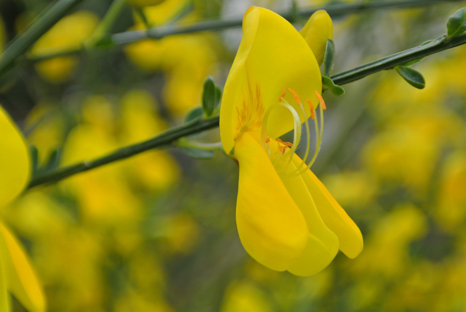 Ginsterblüte