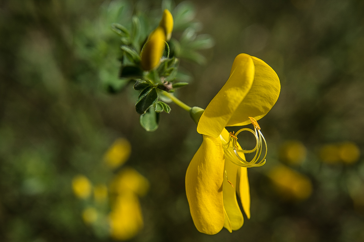 Ginsterblüte_.jpg