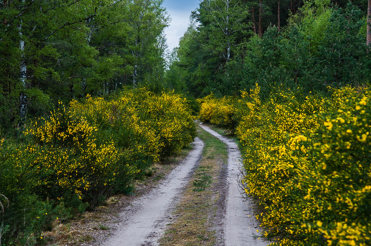 Ginsterweg.jpg