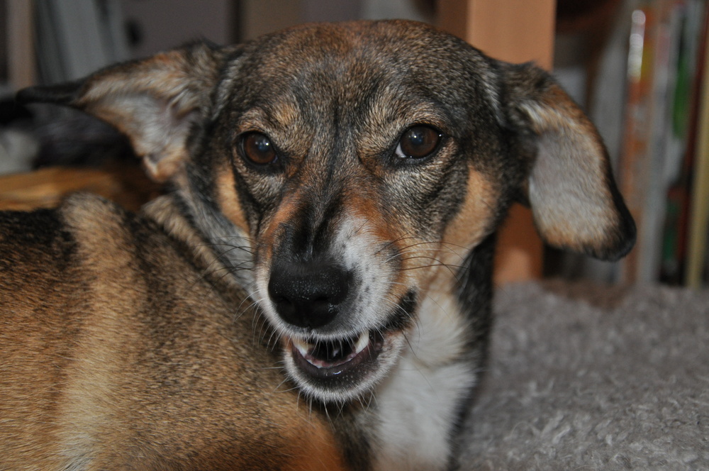 Gipsy nach dem Gähnen