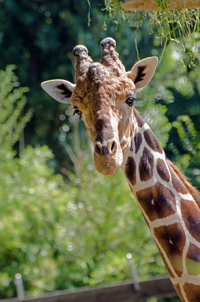 Giraffe ü 1 k