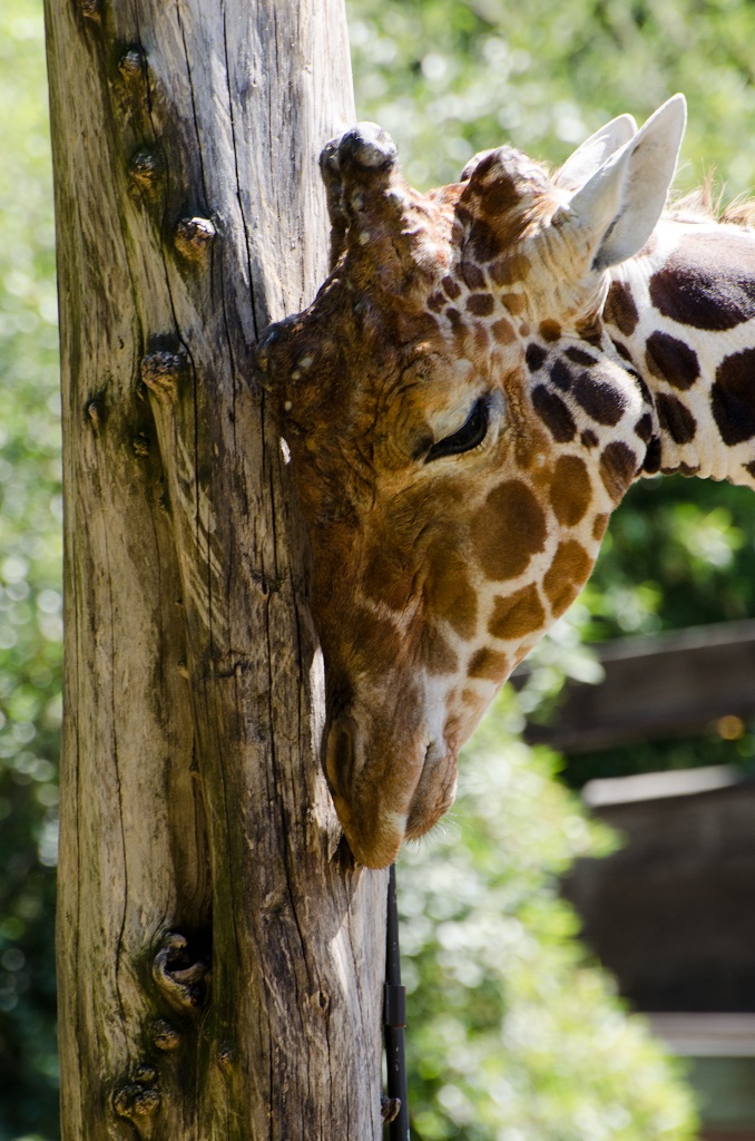Giraffe am Baum
