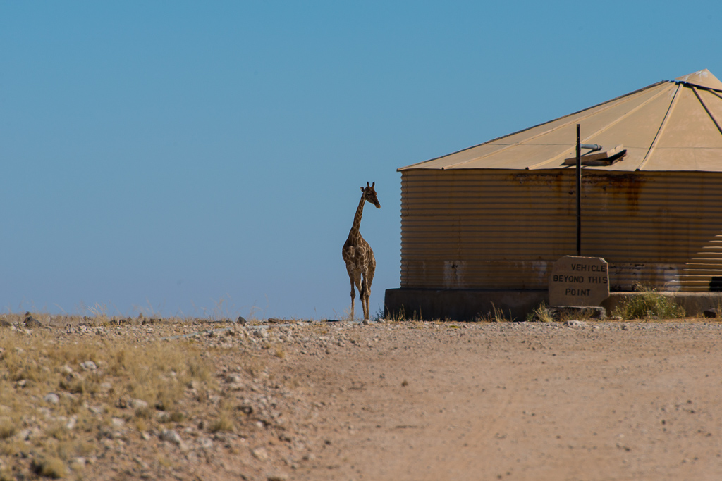 Giraffe auf Wache