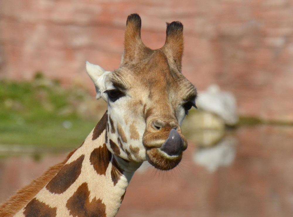 Giraffe Ausschnitt
