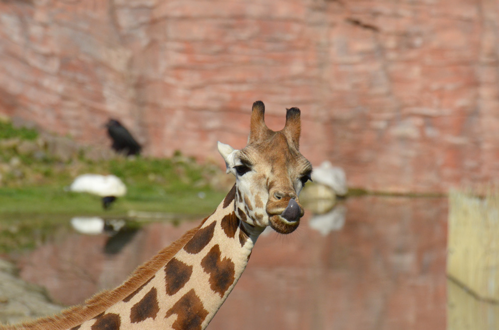 Giraffe