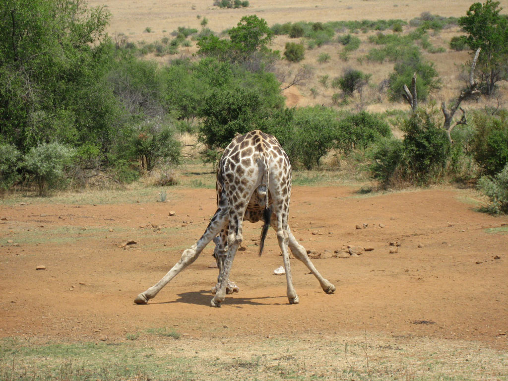 Giraffe