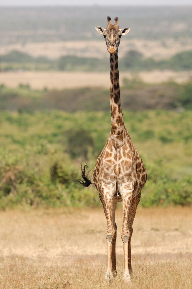 Giraffe