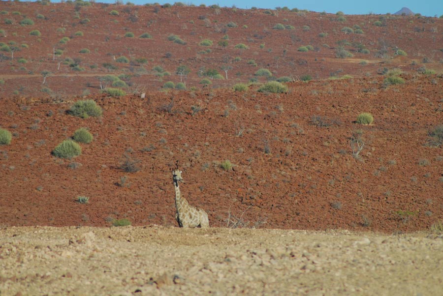 Giraffe