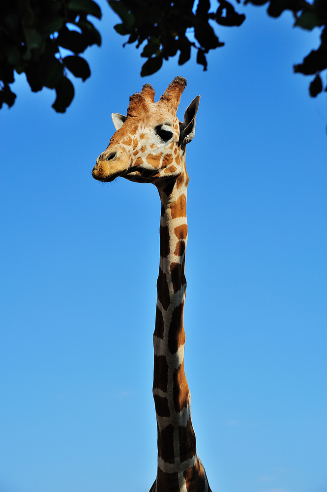 giraffe