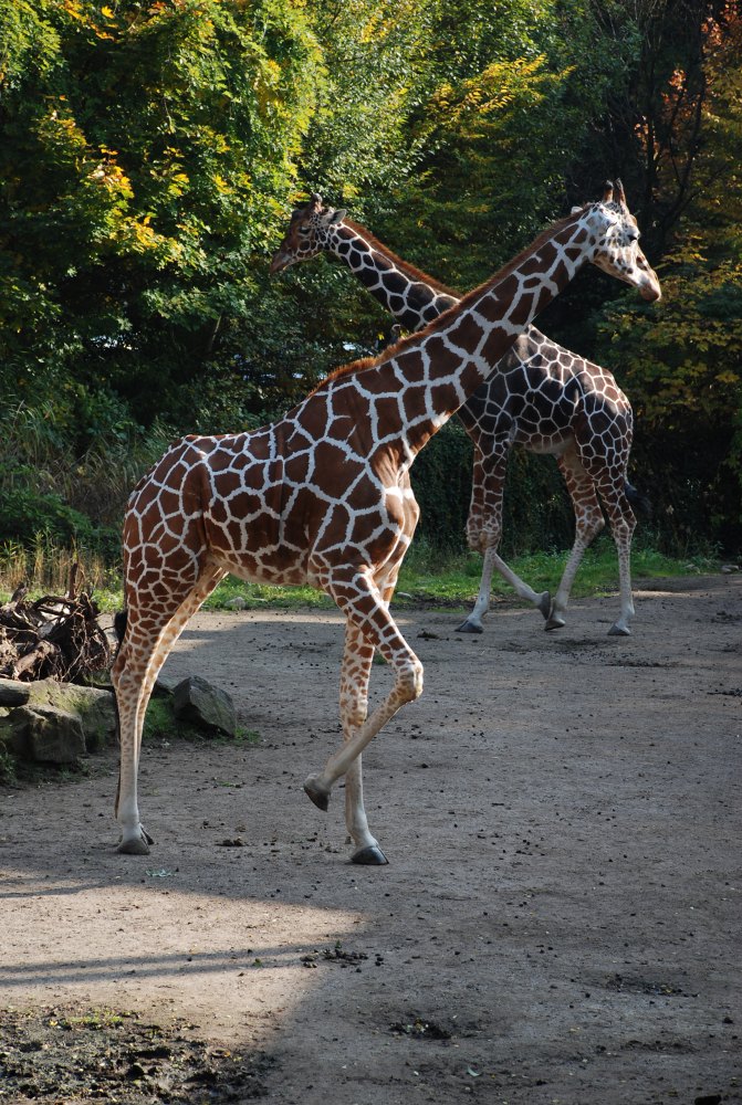 Giraffe
