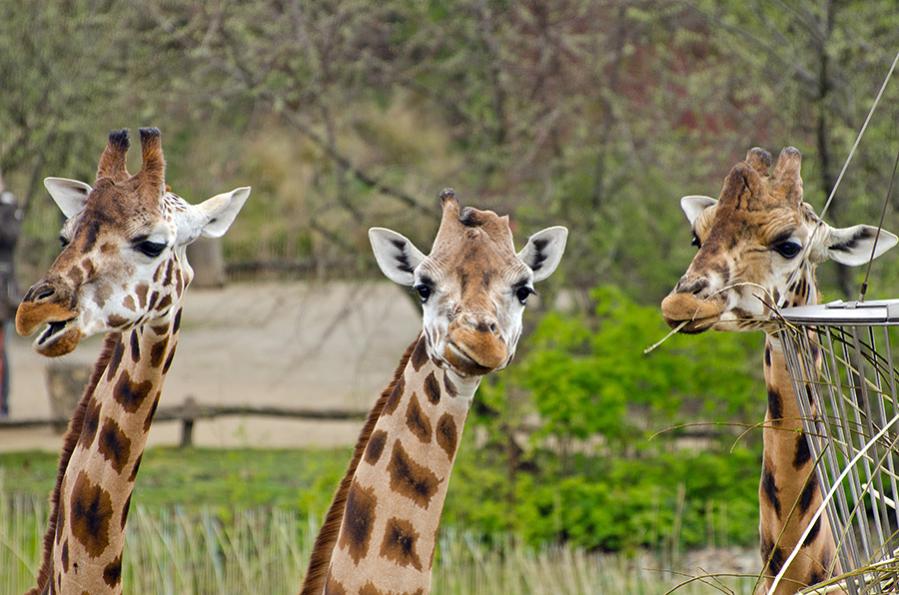 Giraffen