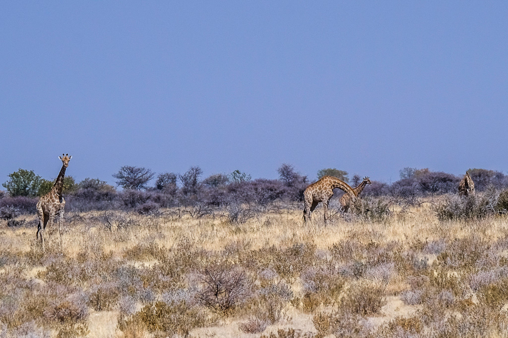 Giraffen