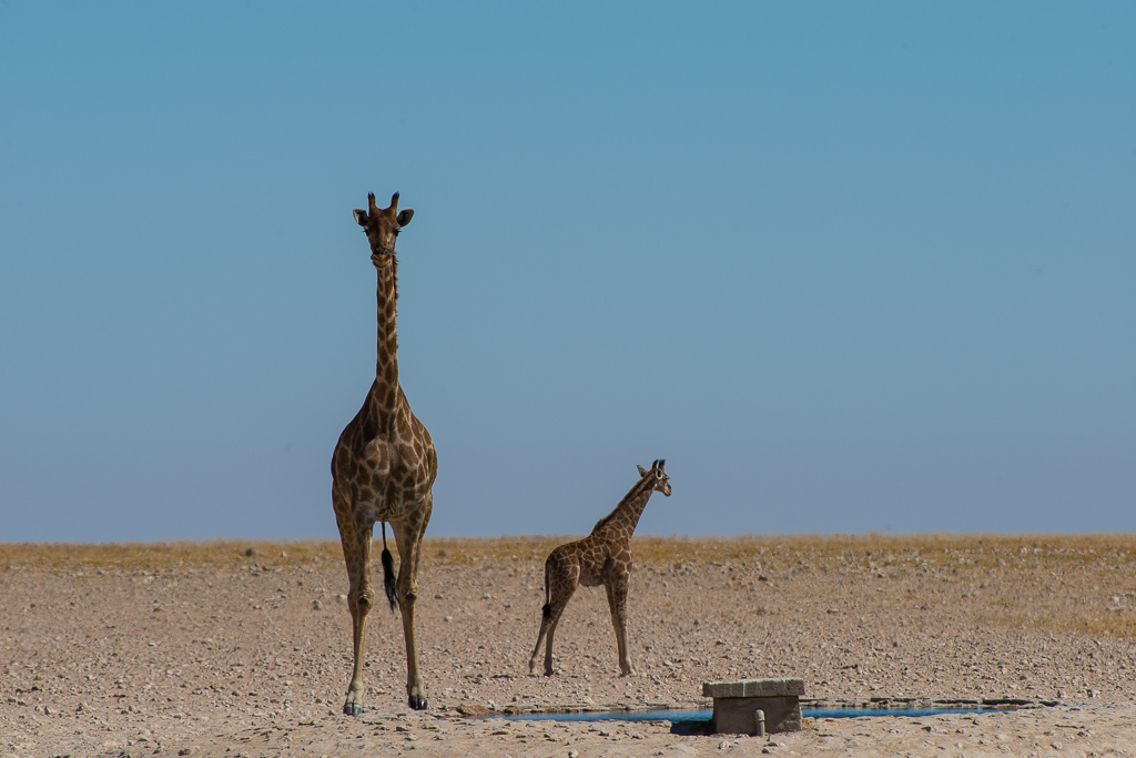 Giraffenmutti mit Kind
