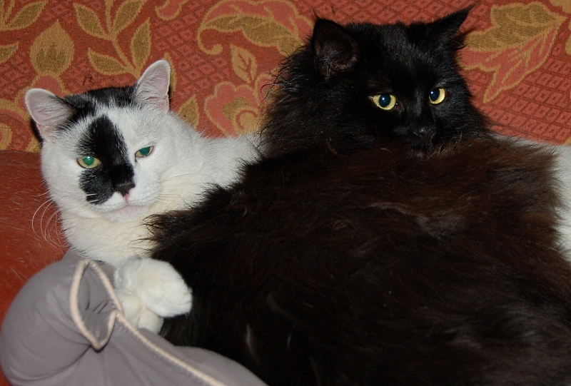 Gissi und Steini