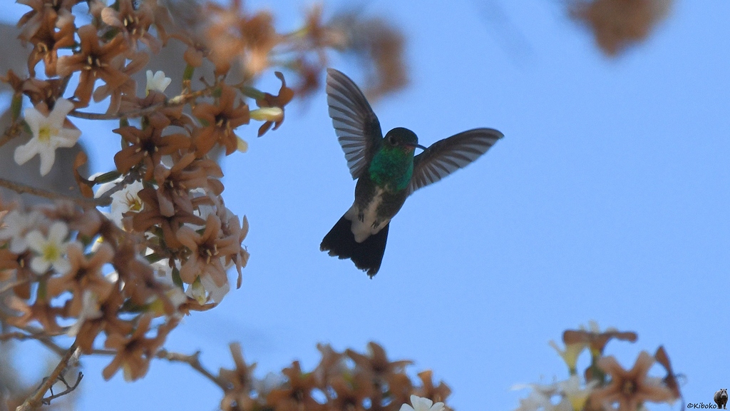Glanzkehlamazilie (glittering-throated emerald)

s726 bPantnalHotel GlitteringThroatedEmerald 2115