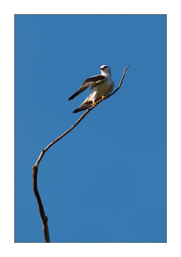 Gleitaar (Elanus caeruleus)