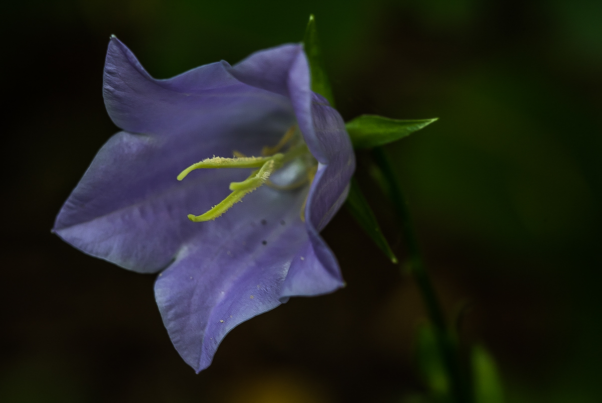 Glockenblume (1 von 1).JPG