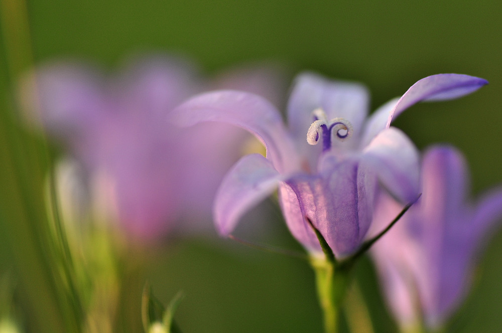 Glockenblume 2 01