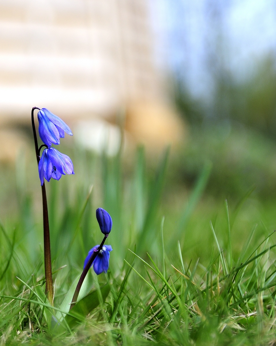 Glockenblume in mien Garten 3.17