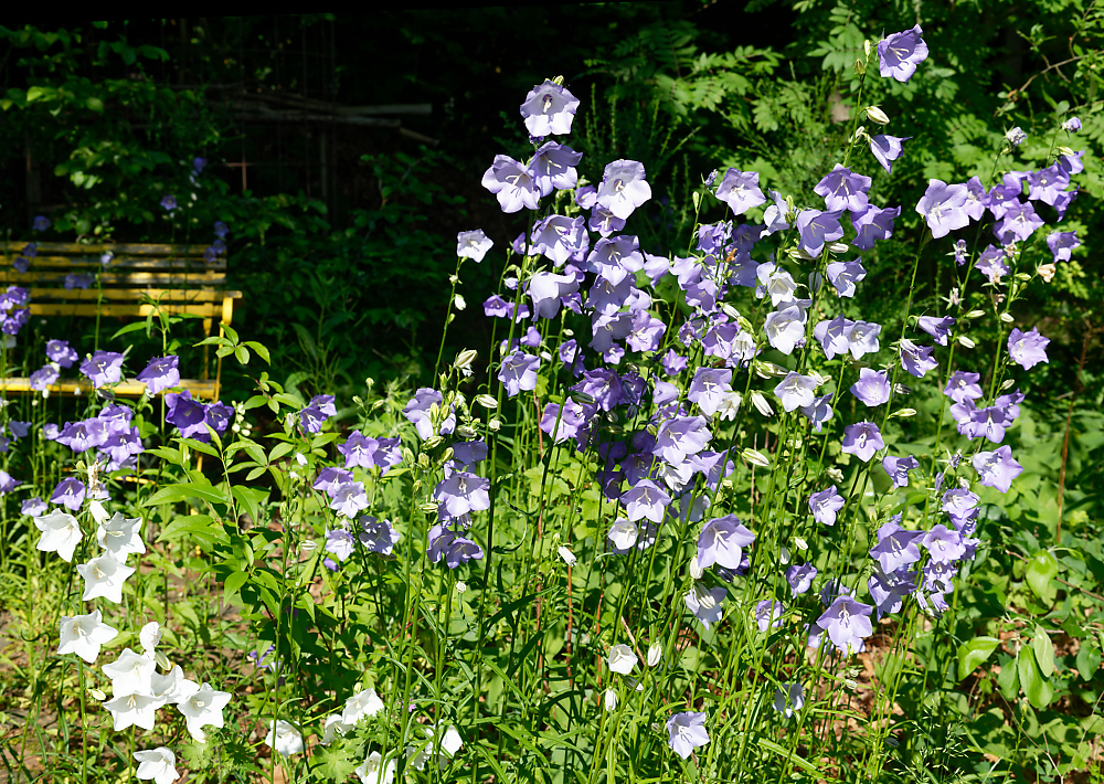 Glockenblume, pfirsichblättrig.jpg