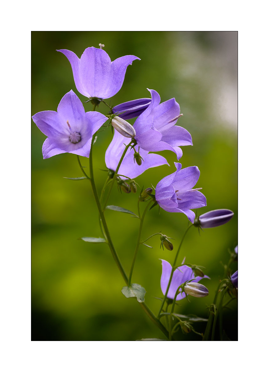 Glockenblumen