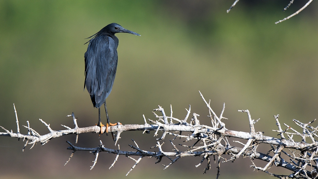 Glockenreiher (Black Egret)
Selous Game Reserve


s1510 Selous Black Egret 9925