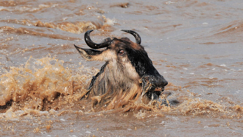 Gnu im Mara-River
3137