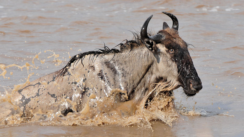 Gnu im Mara-River
3188
