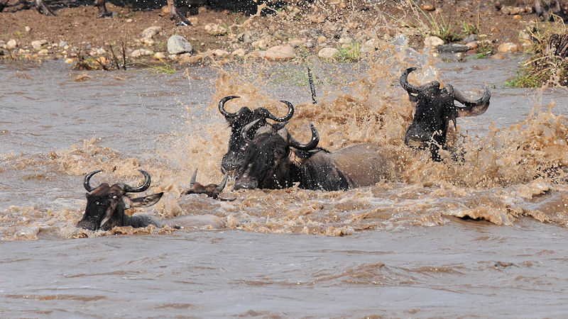 Gnus im Mara-River
2970