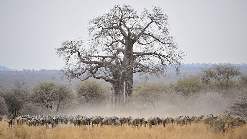 Gnus im Tarangire
8606