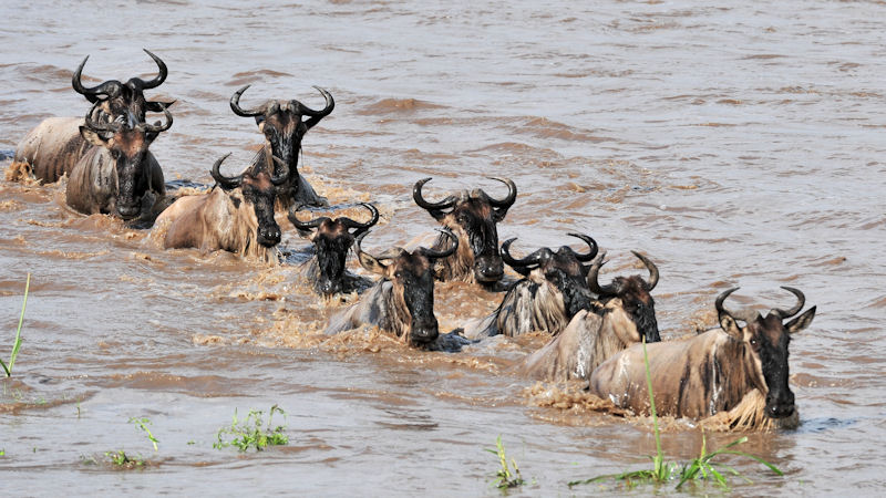 Gnus schwimmen durch den Mara River
0888