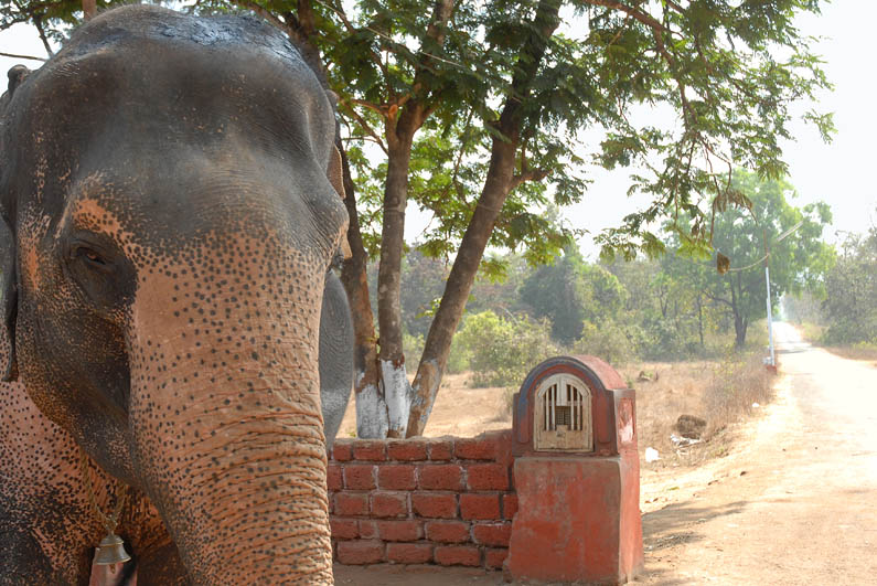 Going by Elephant (Goa)