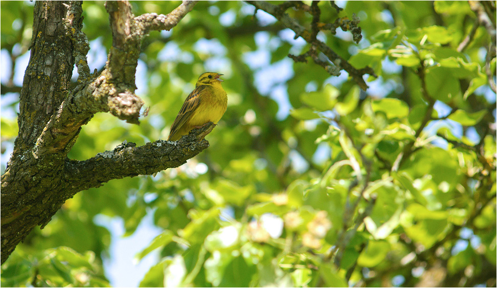 goldammerimapfelbaum1