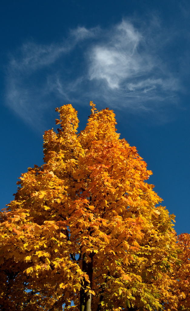 Goldblau!