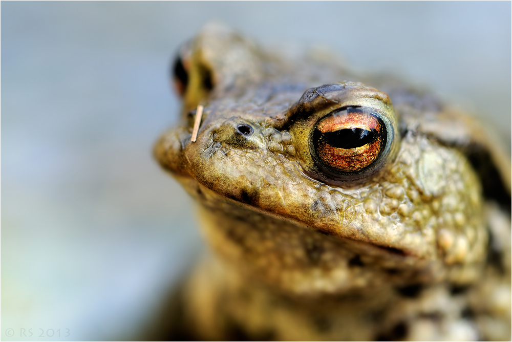 Golden Eye