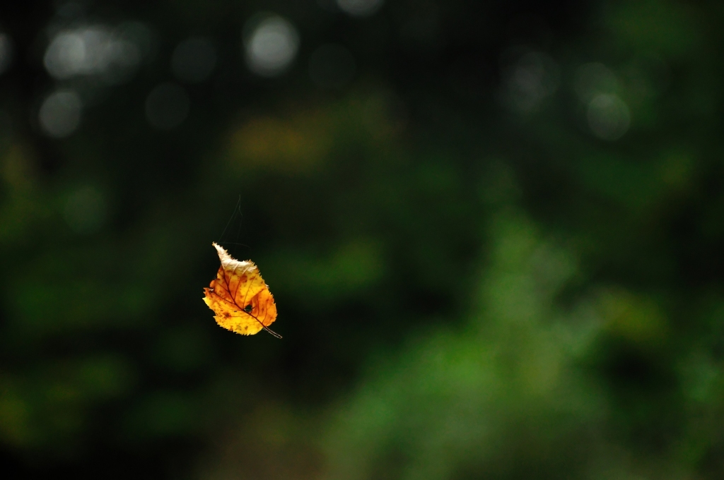Golden Leave