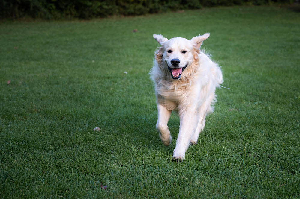 Golden Retriever Eddy