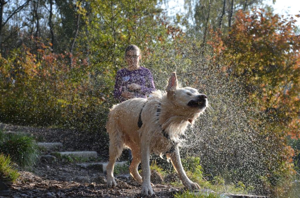 Golden Retriever