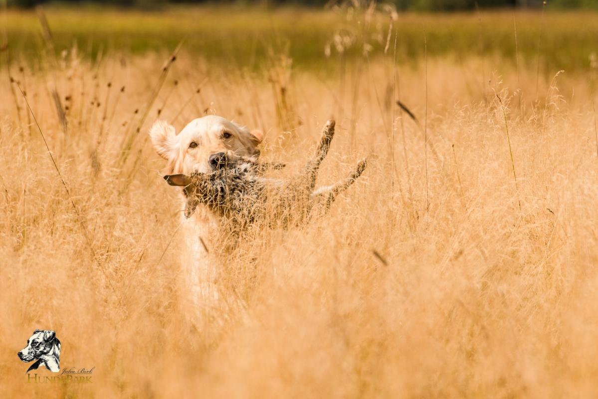 Golden Retriever